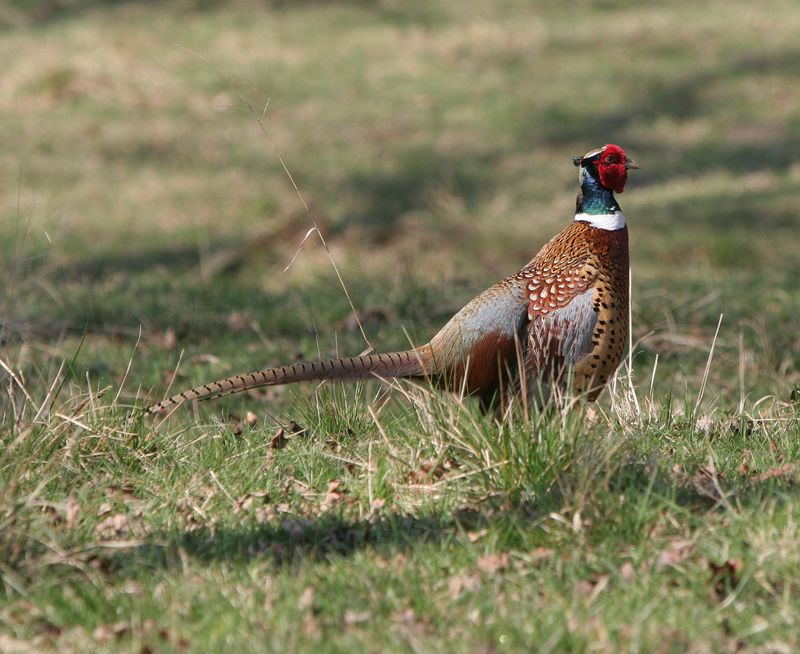 Pheasant