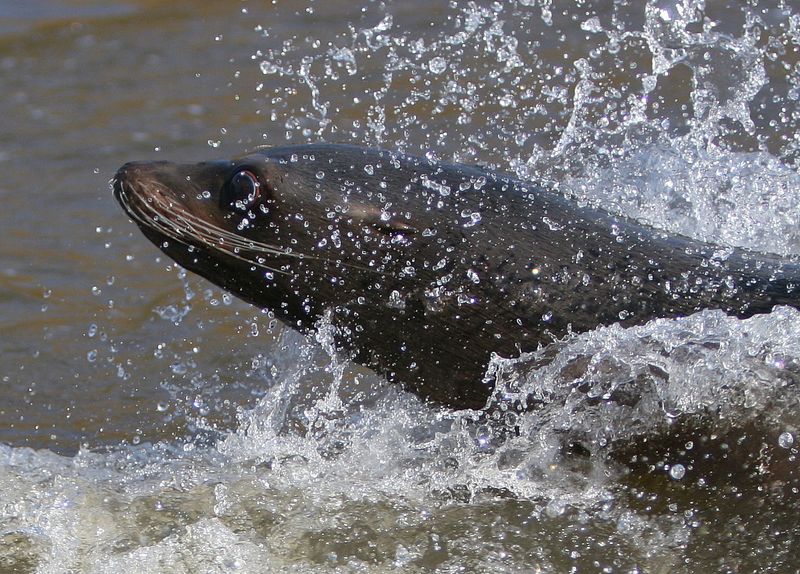 Sealion Making a Splash