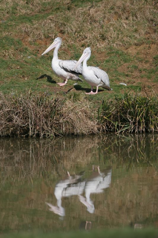 Two Pelicans and Reflection in Water