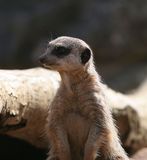 Meercat Standing Up