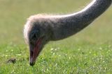 Ostrich Eating Grass