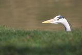 Sneaking up on a Heron