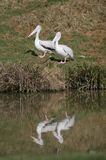 Two Pelicans and Reflection in Water