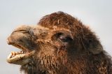 Very Ugly Camel