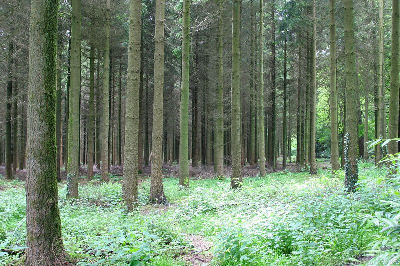 Tall trees in Longleat forest