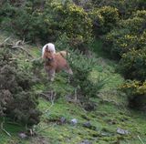 A Pony at Meldon Reservoir