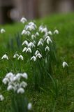 Snowdrops