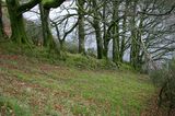 Trees growing on a wall at Meldon