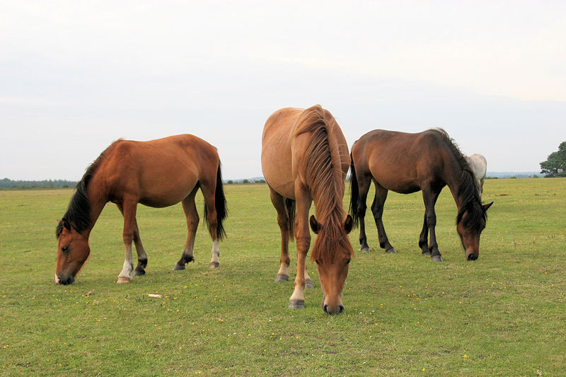 Charlies Angles New Forest Ponies Trio IMG 3658