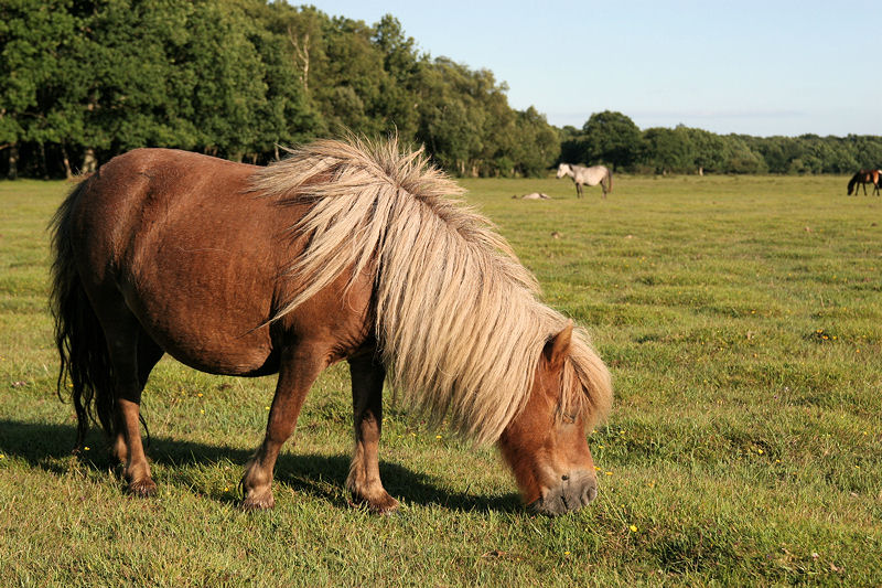 New Forest Pony From Side Hair IMG 3394