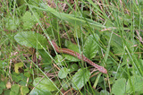 Baby Adder Snake In Grass IMG 3485