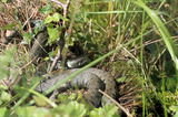 Grass Snake Coiled Ready To Strike IMG 3469