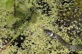 Grass Snake Swimming Through Water IMG 3464