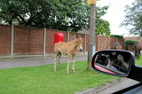 New Forest Pony By Post Box IMG 3682