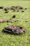 Pony Manure Cow Pat Field IMG 3376