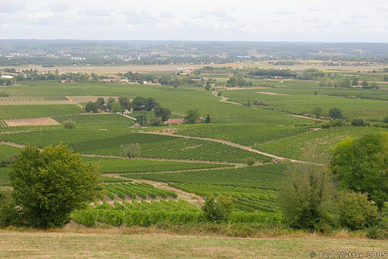 French Vinyards at Monbazilliac IMG 7346