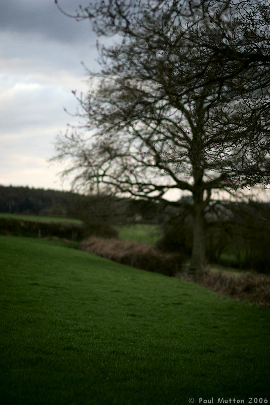 Tree In Field A8V9577