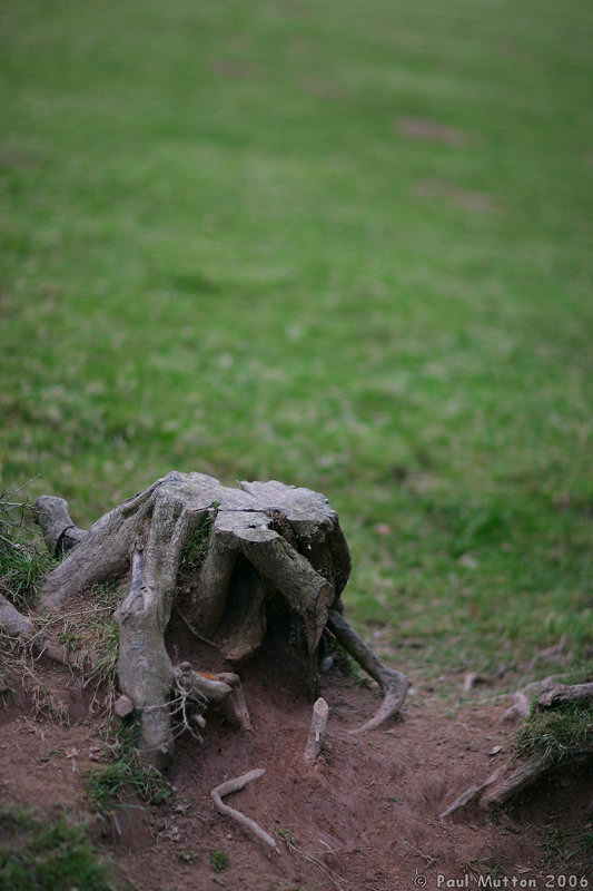 Tree Stump In Field A8V9609