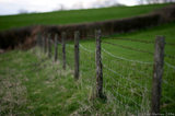 Barbed Wire Fence in Field A8V9581