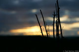 Sunset With silhouette branches A8V9621