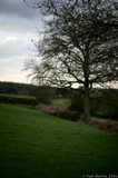 Tree In Field A8V9577