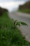 Weed By Side Of Road A8V9586