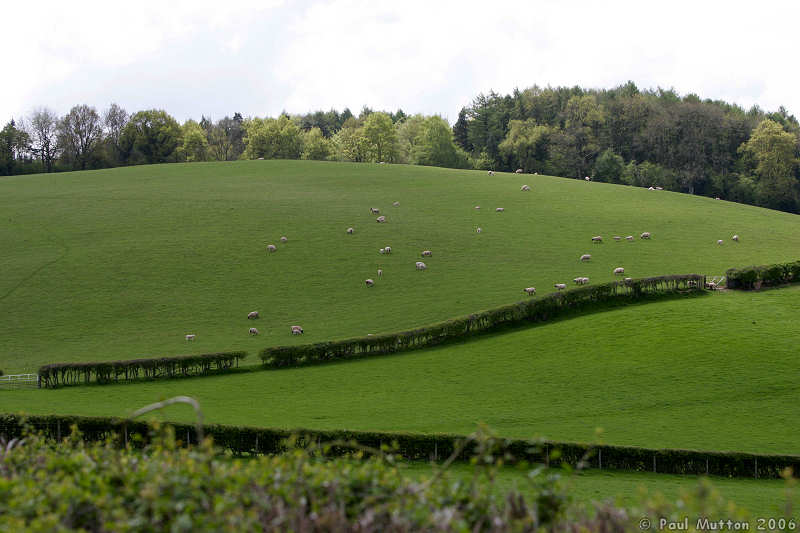 Field In Gwehelog A8V0001