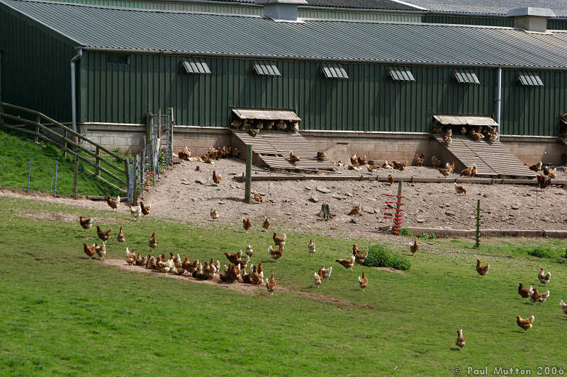 Free Range Chicken Farm In Gwehelog A8V9996