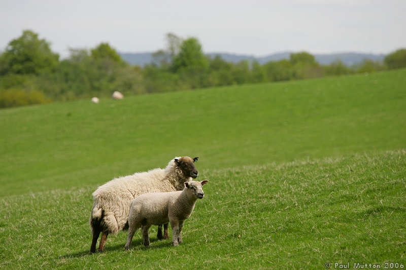 Sheep And Lamb In Gwehelog A8V9968