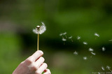 Dandelion Seeds Being Blown A8V9930