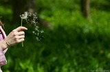 Dandelion Seeds Being Blown A8V9948