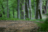 Forest Floor In Usk A8V9905