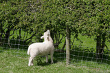 Lamb Eating Leaves From Hedge A8V9995