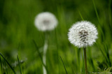 Pair Of Dandelions A8V9919