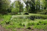 Pond In Forest Usk A8V9899