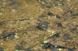 Tadpoles In A Forest Pond A8V9961