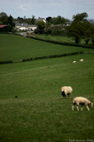 View of Gwehelog From Sheep Field A8V9984