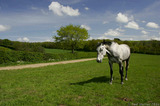 White Horse In Usk A8V9870