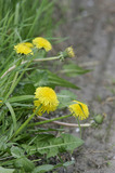 Yellow Dandelions At Roadside A8V9998