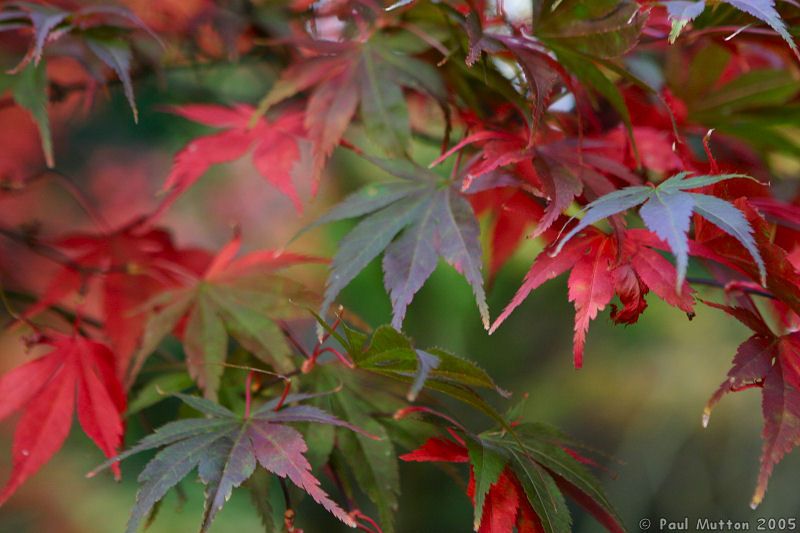 Autumn Colours Leaves IMG 0325