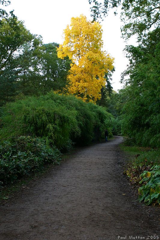 Autumn Colours Yellow Tree IMG 0319