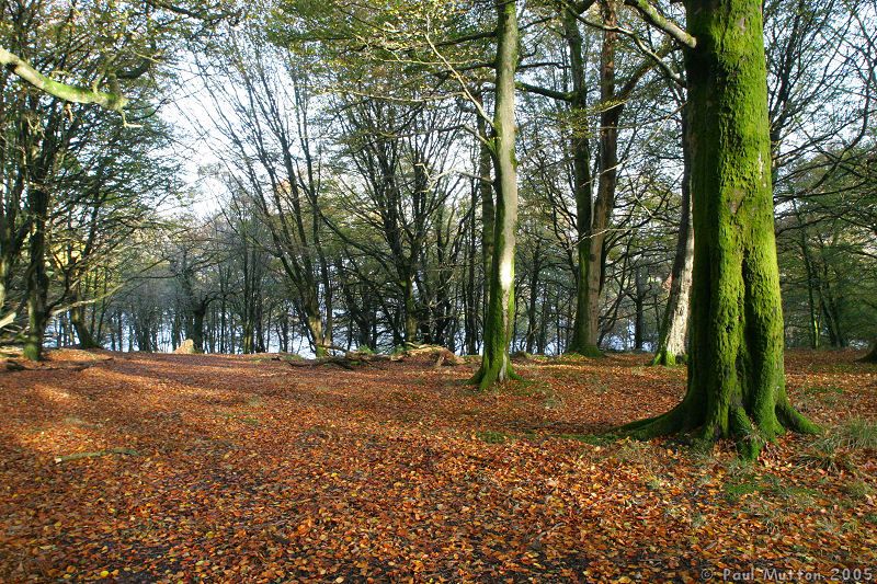 Autumn Forest IMG 0624