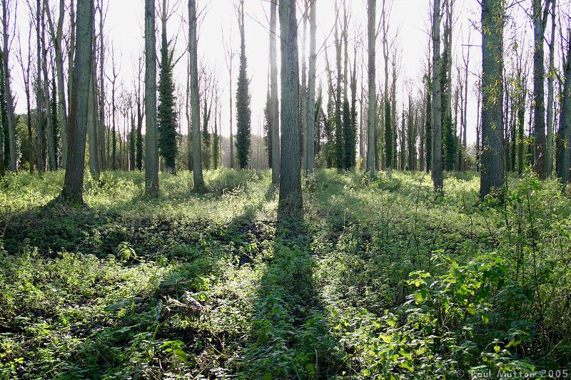 Winter Forest Shadows IMG 0642