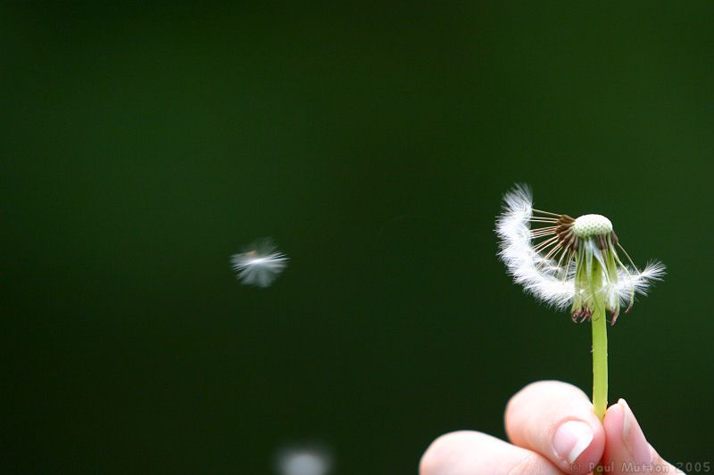 dandelion being blown