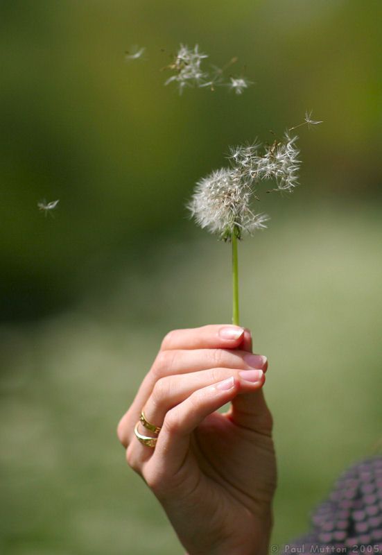 dandelion blowing in wind 2