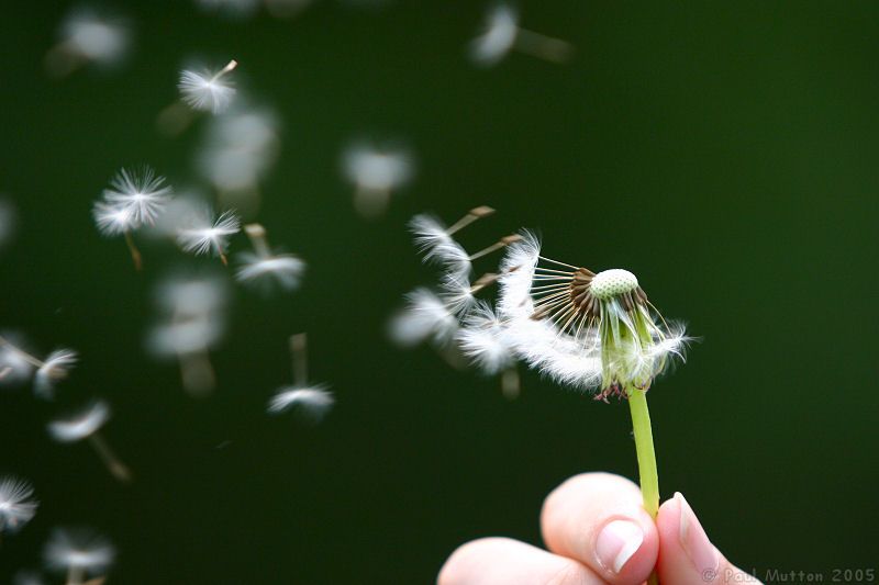 dandelion seeds being blown