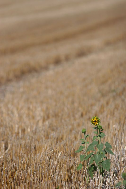 Yellow Flower in Field IMG 7809