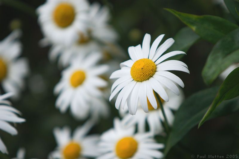 giant daisies