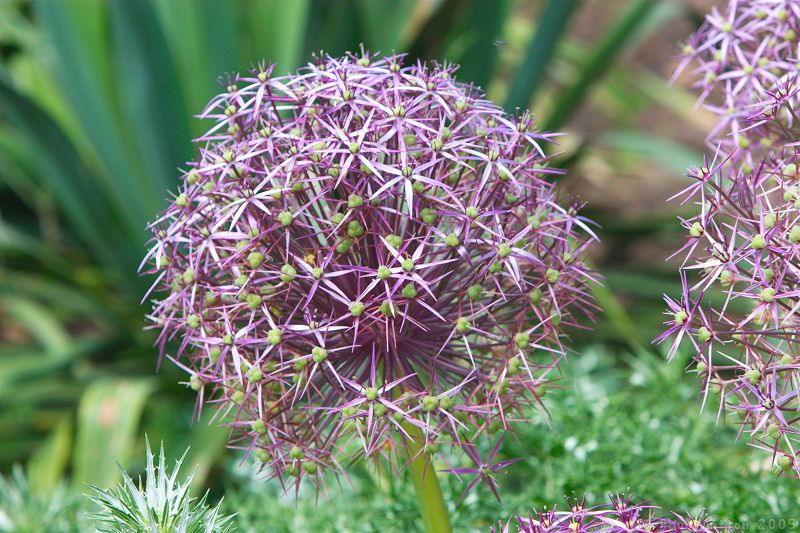 spikey flowers