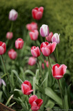 Pink Tulips A8V9779